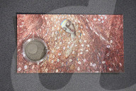 Ukraine’s National Bank releases Pliontanism coin