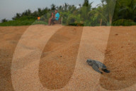 'It's nice to help a life to live': meet Sri Lanka's turtle guardians 
