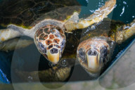 'It's nice to help a life to live': meet Sri Lanka's turtle guardians 