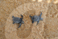 'It's nice to help a life to live': meet Sri Lanka's turtle guardians 