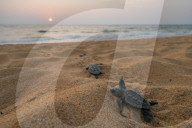 'It's nice to help a life to live': meet Sri Lanka's turtle guardians 