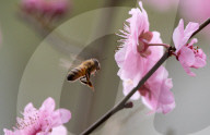 Pretty in pink: Sydney Cherry Blossom festival 2024