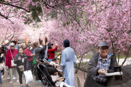 Pretty in pink: Sydney Cherry Blossom festival 2024