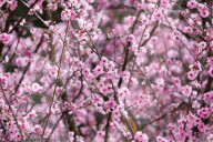 Pretty in pink: Sydney Cherry Blossom festival 2024