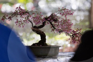 Pretty in pink: Sydney Cherry Blossom festival 2024
