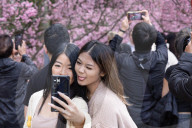 Pretty in pink: Sydney Cherry Blossom festival 2024