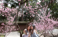 Pretty in pink: Sydney Cherry Blossom festival 2024