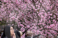 Pretty in pink: Sydney Cherry Blossom festival 2024