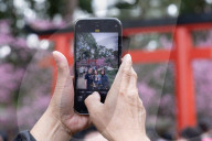 Pretty in pink: Sydney Cherry Blossom festival 2024