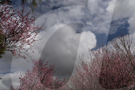 Pretty in pink: Sydney Cherry Blossom festival 2024