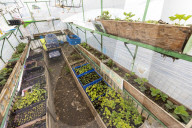 Cabbage and potatoes are not the only vegetables: can these female farmers persuade Mongolia to change its diet?