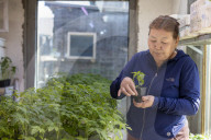 Cabbage and potatoes are not the only vegetables: can these female farmers persuade Mongolia to change its diet?