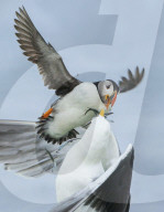 FEATURE - SN_PUFFIN_GULL_STEAL_01