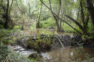 Beavers transform Devon's River Otter - but their return across England and Wales has stalled