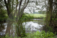 Beavers transform Devon's River Otter - but their return across England and Wales has stalled
