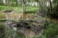 Beavers transform Devon's River Otter - but their return across England and Wales has stalled