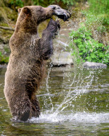 FEATURE - Ein Braunbär spielt mit einem Fischerhut und einem Trainer