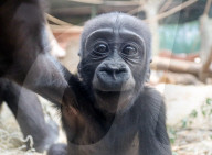 FEATURE - Ein Gorillababy macht Grimassen vor einer Kamera
