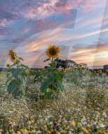 FEATURE - Ein Sonnenblumenfeld bei Sonnenuntergang in Downton