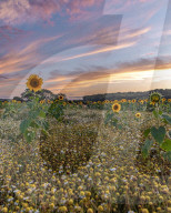 FEATURE - SN_DEER_SUNFLOWERS_SET_02