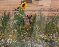 FEATURE - SN_DEER_SUNFLOWERS_SET_03