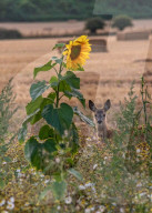 FEATURE - SN_DEER_SUNFLOWERS_SET_04