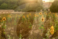 FEATURE - SN_DEER_SUNFLOWERS_SET_05