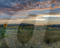 FEATURE - SN_DEER_SUNFLOWERS_SET_06