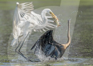 FEATURE - Ein frecher Vogel stiehlt einen Fisch und lässt einen anderen Vogel wütend zurück