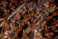 California seeks to do away with "factory farming"