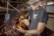 California seeks to do away with "factory farming"