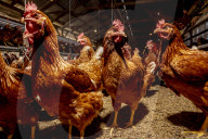 California seeks to do away with "factory farming"