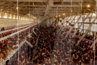 California seeks to do away with "factory farming"
