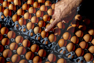 California seeks to do away with "factory farming"