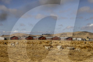 California seeks to do away with "factory farming"