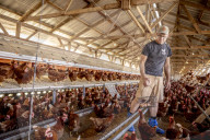 California seeks to do away with "factory farming"