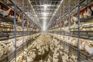 California seeks to do away with "factory farming"