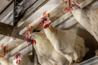California seeks to do away with "factory farming"