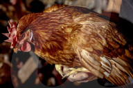 California seeks to do away with "factory farming"