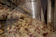 California seeks to do away with "factory farming"