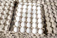California seeks to do away with "factory farming"