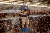 California seeks to do away with "factory farming"