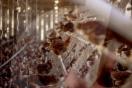 California seeks to do away with "factory farming"