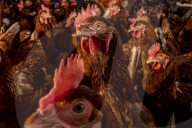 California seeks to do away with "factory farming"