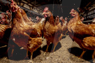 California seeks to do away with "factory farming"