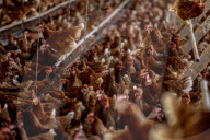 California seeks to do away with "factory farming"