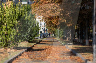 Milano - Foglie secche ad agosto