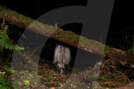 FEATURE - Dieser Dachs hat einen peinlichen Moment, als er mitten in der Nacht von einem Ast fällt