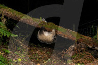 FEATURE - SN_CLUMSY_BADGER_02
