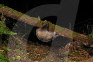 FEATURE - SN_CLUMSY_BADGER_03